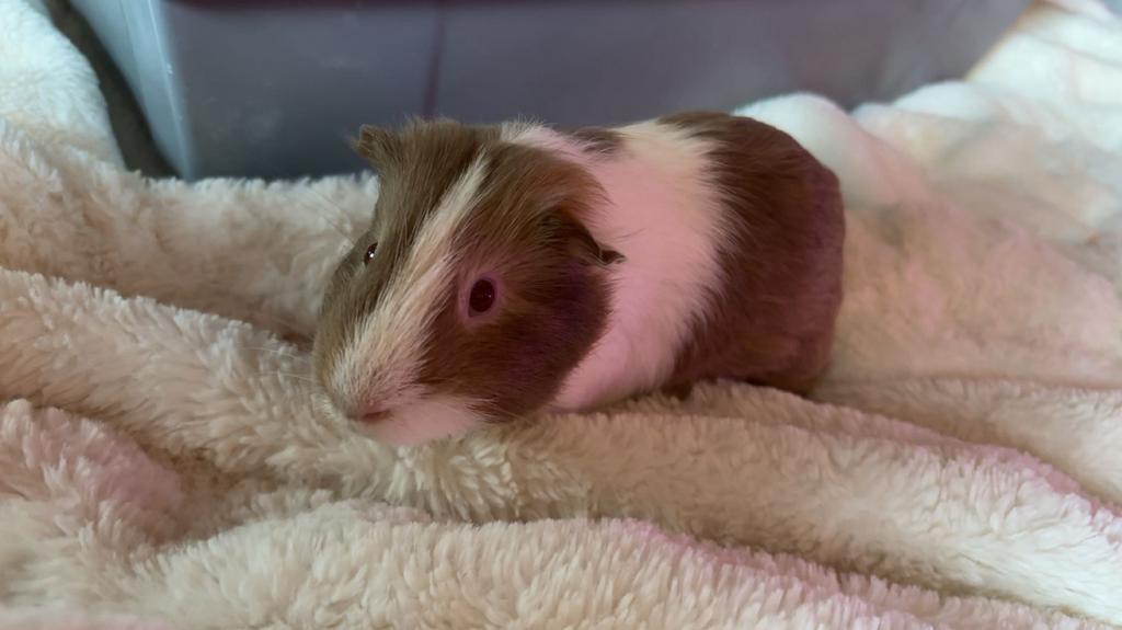 2 Cavias’s te koop kijk beschrijving dringend weg, Dieren en Toebehoren, Cavia, Mannelijk, November, Tam