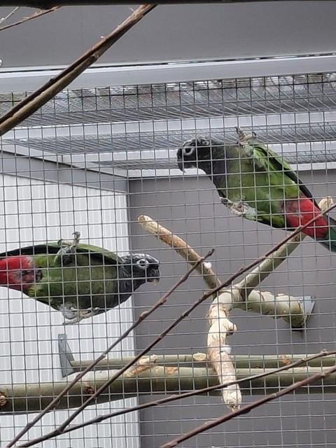 1-1 Pionus Maximiliani en een mooie set..., Plusieurs animaux, Perroquet, Bagué