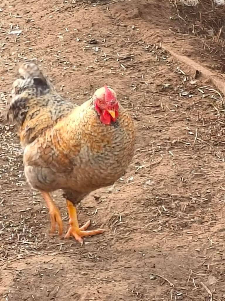 Mooie Wyandotte hanen, Dieren en Toebehoren, Pluimvee