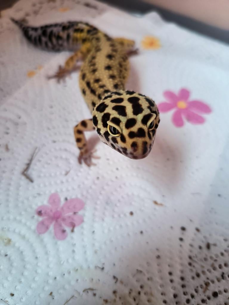 Reptile gecko léopard, Enlèvement