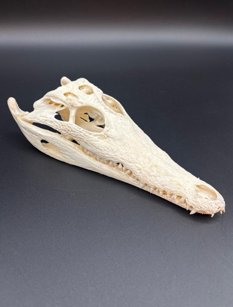 Schedel van een Nijlkrokodil, Verzamelen, Mineralen en Fossielen, Ophalen