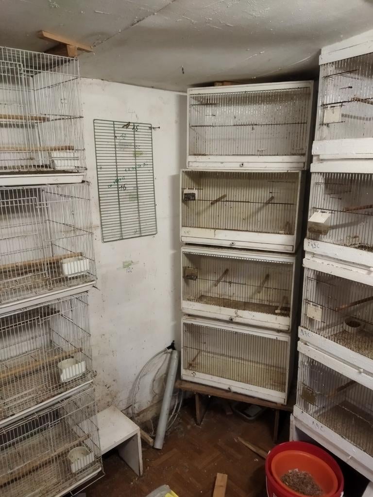 Kweekkooien te koop, Ophalen