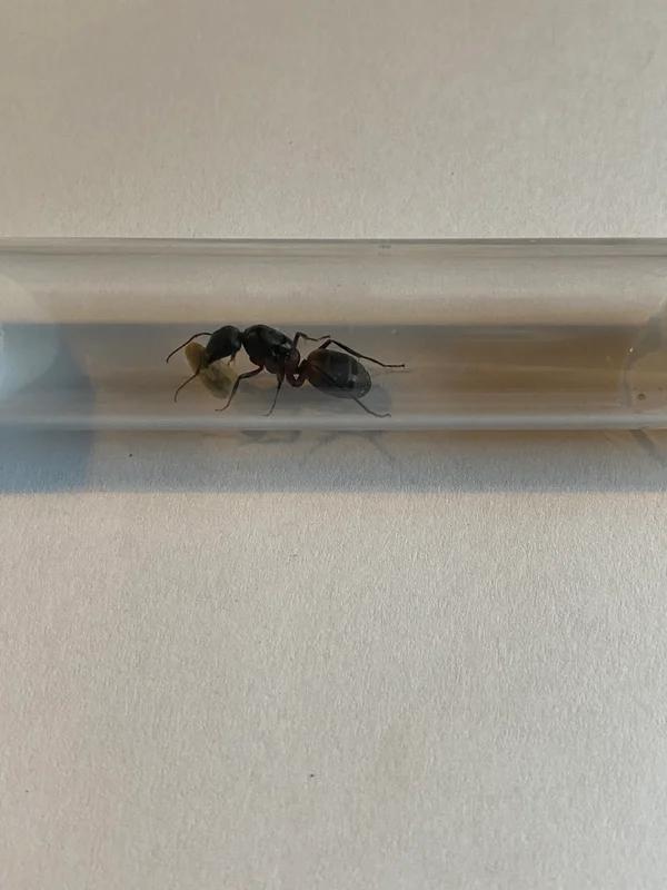 Reine des fourmis Camponotus Cruentatus avec couvain, Fourmis