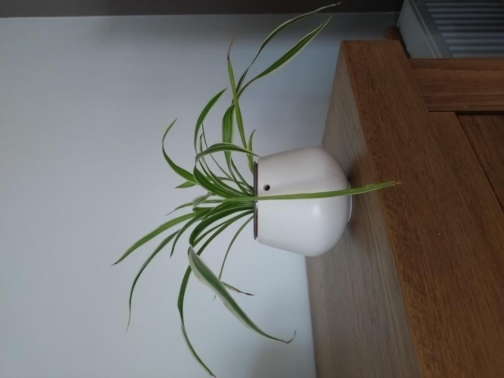 Graslelie, Huis en Inrichting, Kamerplanten, Ophalen of Verzenden