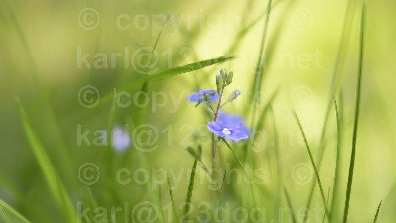 In prijs verlaagd: Lensbaby Velvet 56mm 1.6 voor Nikon, Enlèvement ou Envoi, Comme neuf, Objectif macro