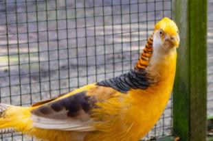 Fazanten, Dieren en Toebehoren, Meerdere dieren, Overige soorten