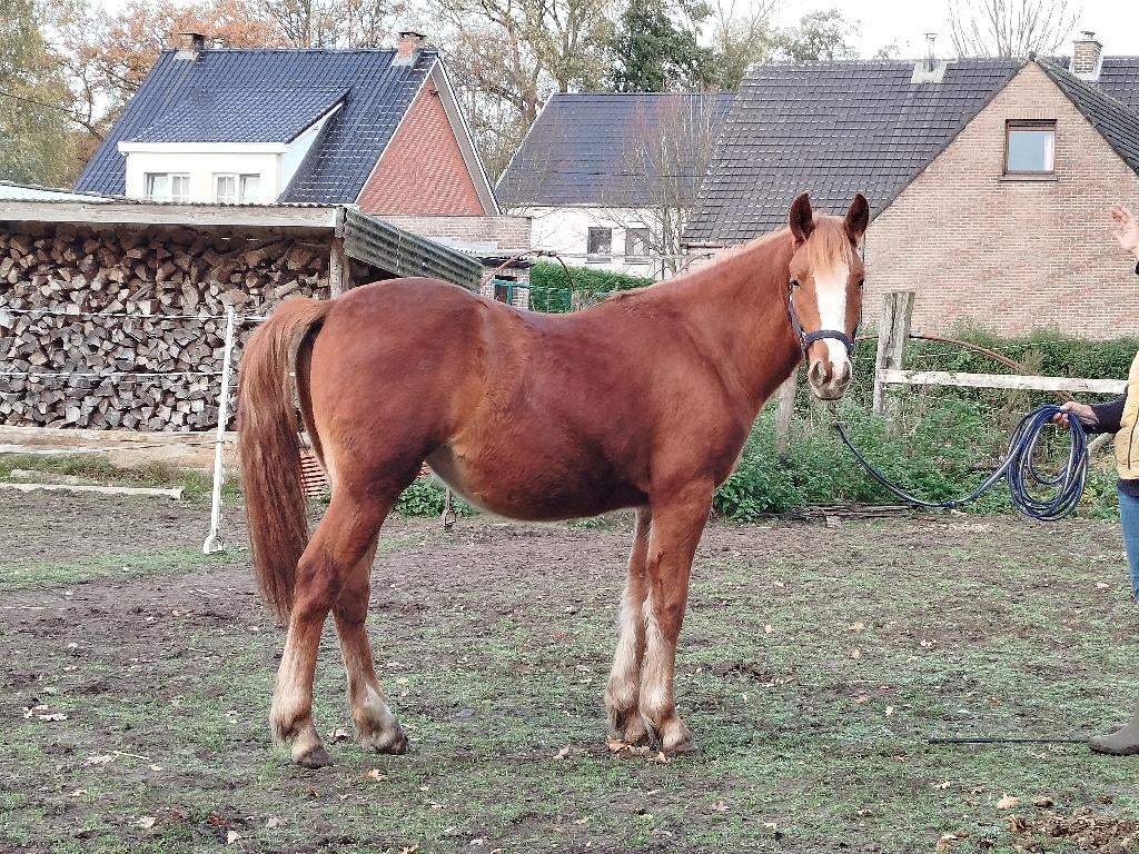 quarter tinker mix en tinker merries, Minder dan 160 cm, Met stamboom, Niet van toepassing, Westernpaard