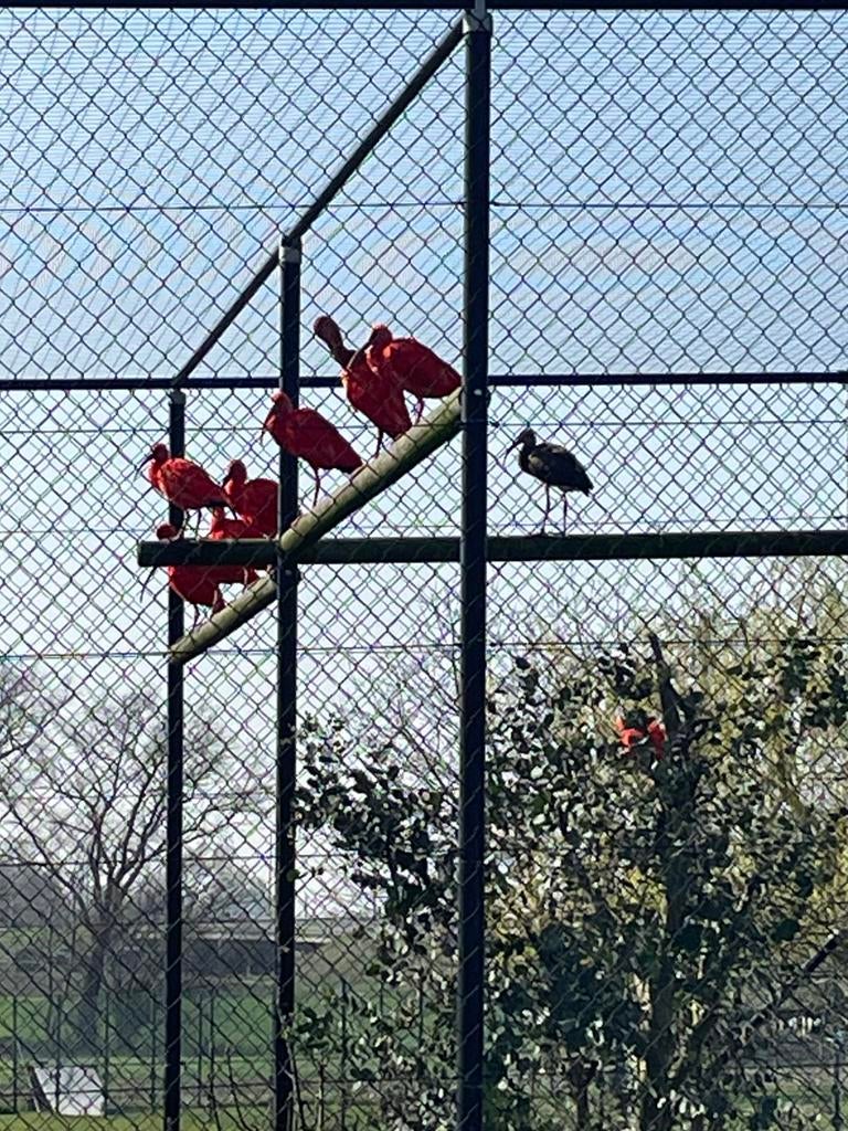 Ibissen 2025, Dieren en Toebehoren, Vogels | Parkieten en Papegaaien, Meerdere dieren, Geringd