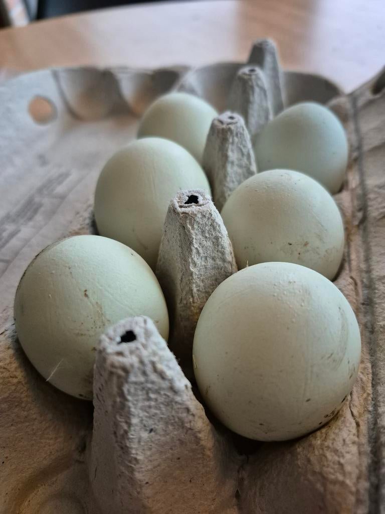 Olive egger Broedeieren