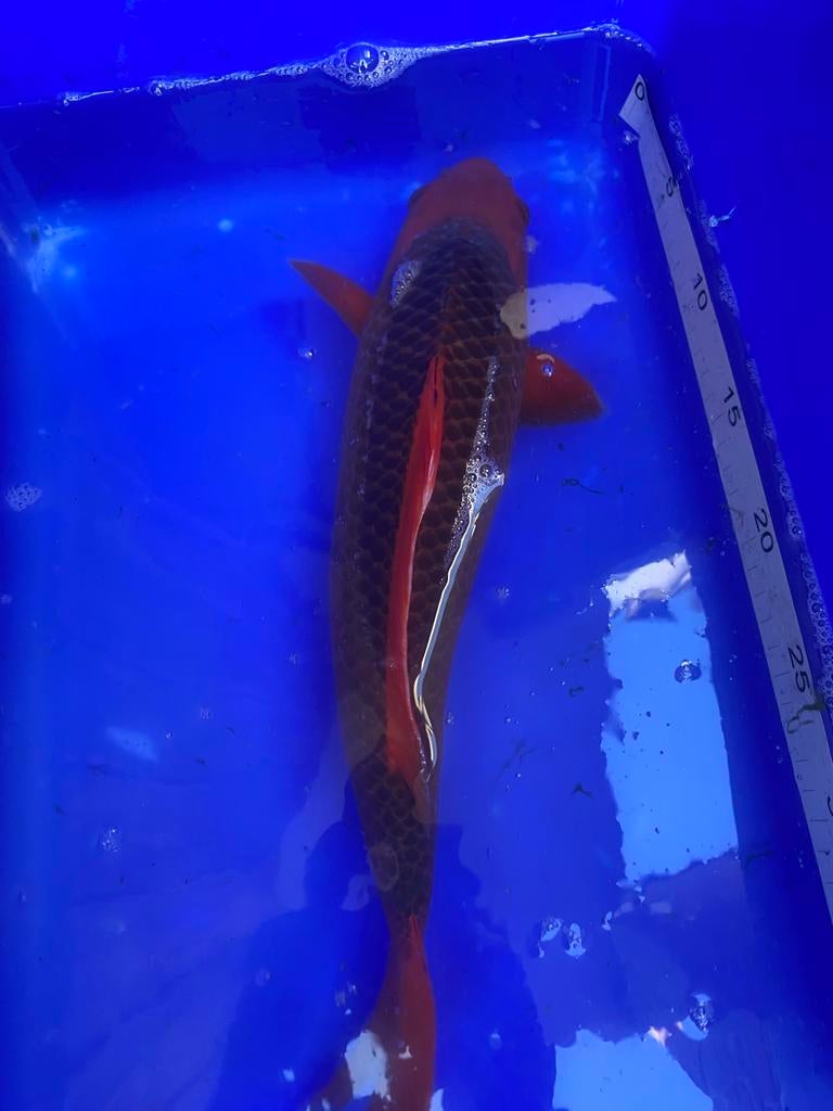 Aka matsuba, Dieren en Toebehoren, Vissen | Vijvervissen