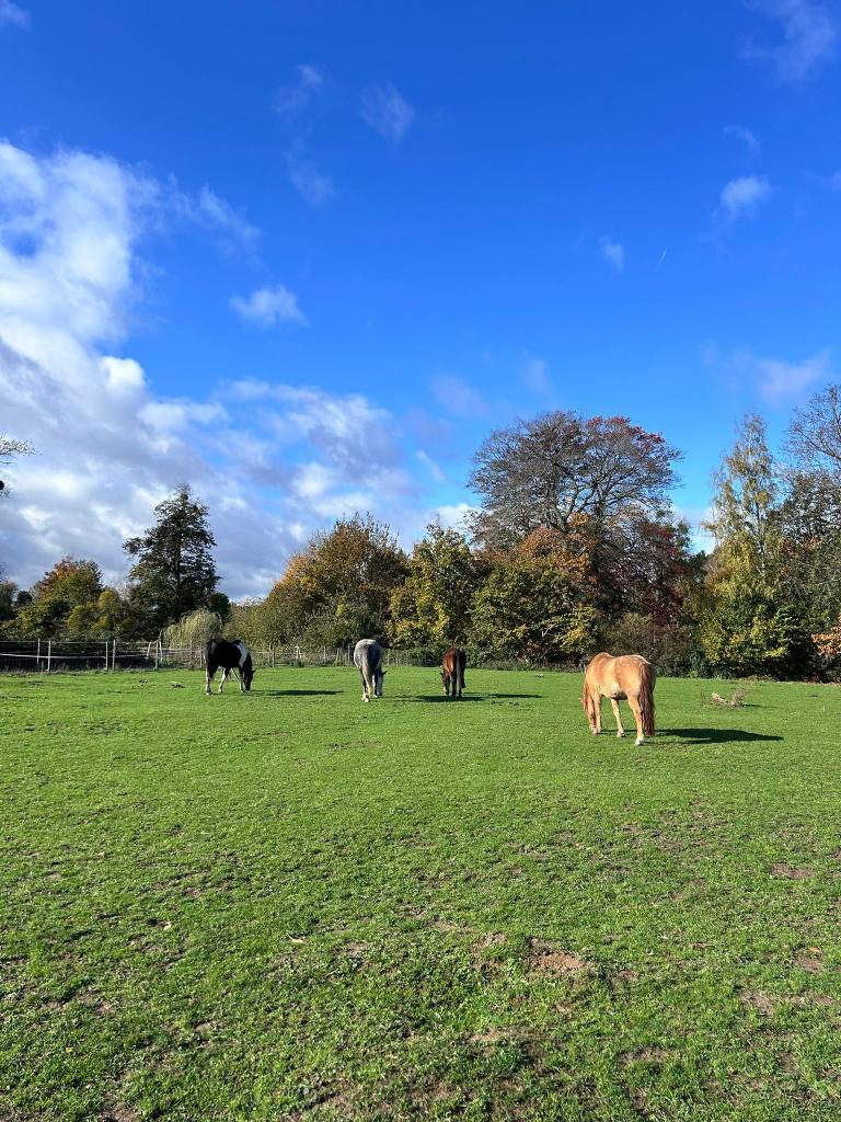 Pension prairie, Animaux & Accessoires, Box & Pâturages, Pâturage, 4 chevaux ou poneys ou plus