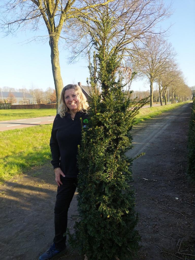 PROMOTIE Taxus bacata 180-200 Oisterwijk, Tuin en Terras, Planten | Struiken en Hagen, Ophalen of Verzenden, Taxus, Haag