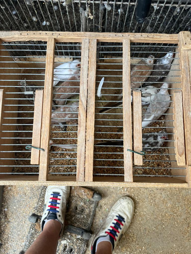 Zebravinken, Dieren en Toebehoren, Meerdere dieren