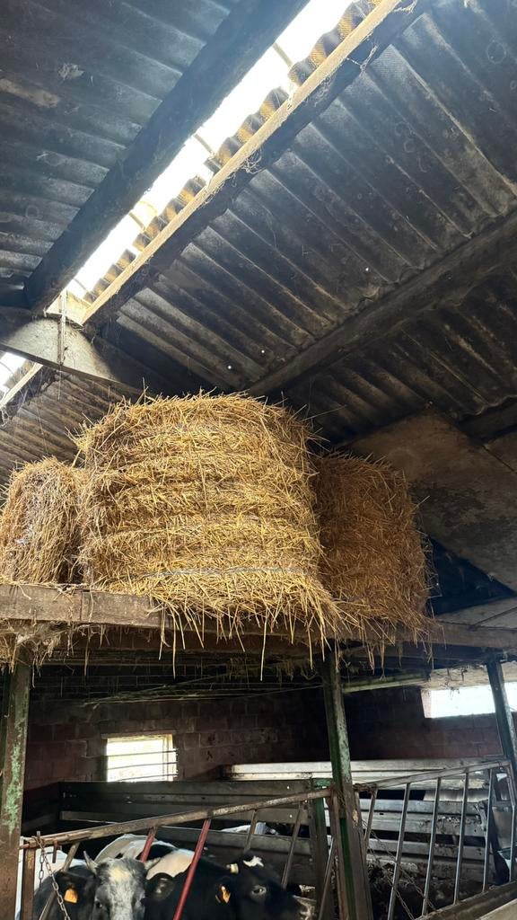 DROGE STRO TARWE WEST VLAANDEREN, Enlèvement, Autres espèces