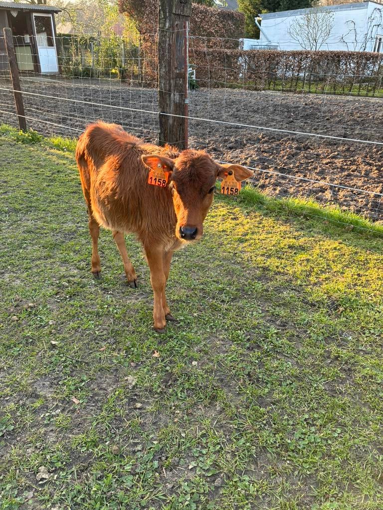Mini zeboe stierkalf, Dieren en Toebehoren
