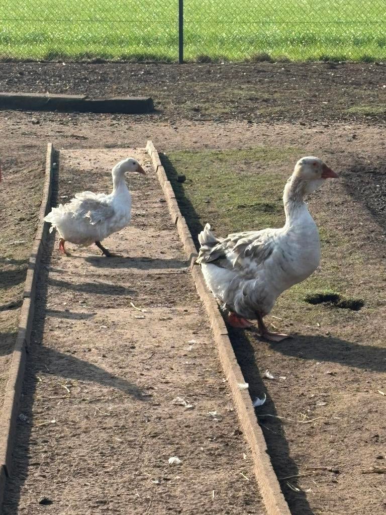 Koppel krulveerganzen