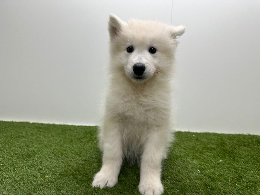 Samojeed pups, België, Keeshond, 8 tot 15 weken, Parvo