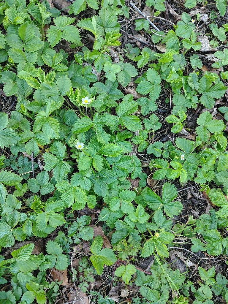 Bosaardbeien, Tuin en Terras, Ophalen, Overige soorten
