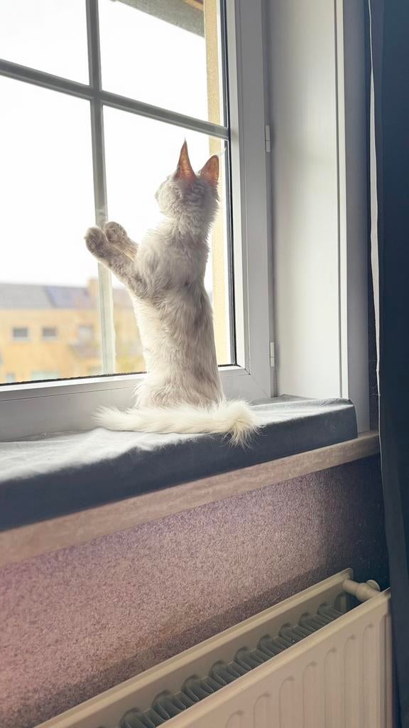 Chat Maine Coon GS12, Chatte ou Chat, Avec puce électronique, 0 à 2 ans