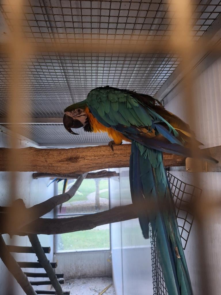 Blauw gele ara pop, Dieren en Toebehoren, Vogels | Parkieten en Papegaaien, Geringd