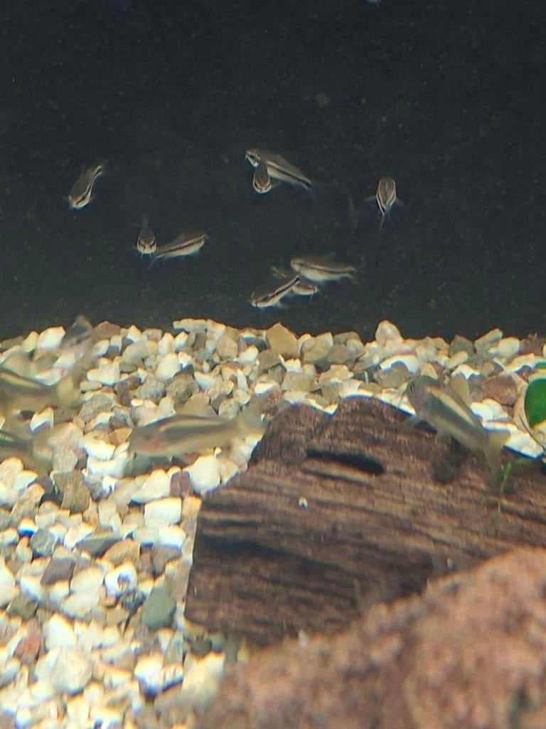Corydoras pygmaeus locatie maastricht