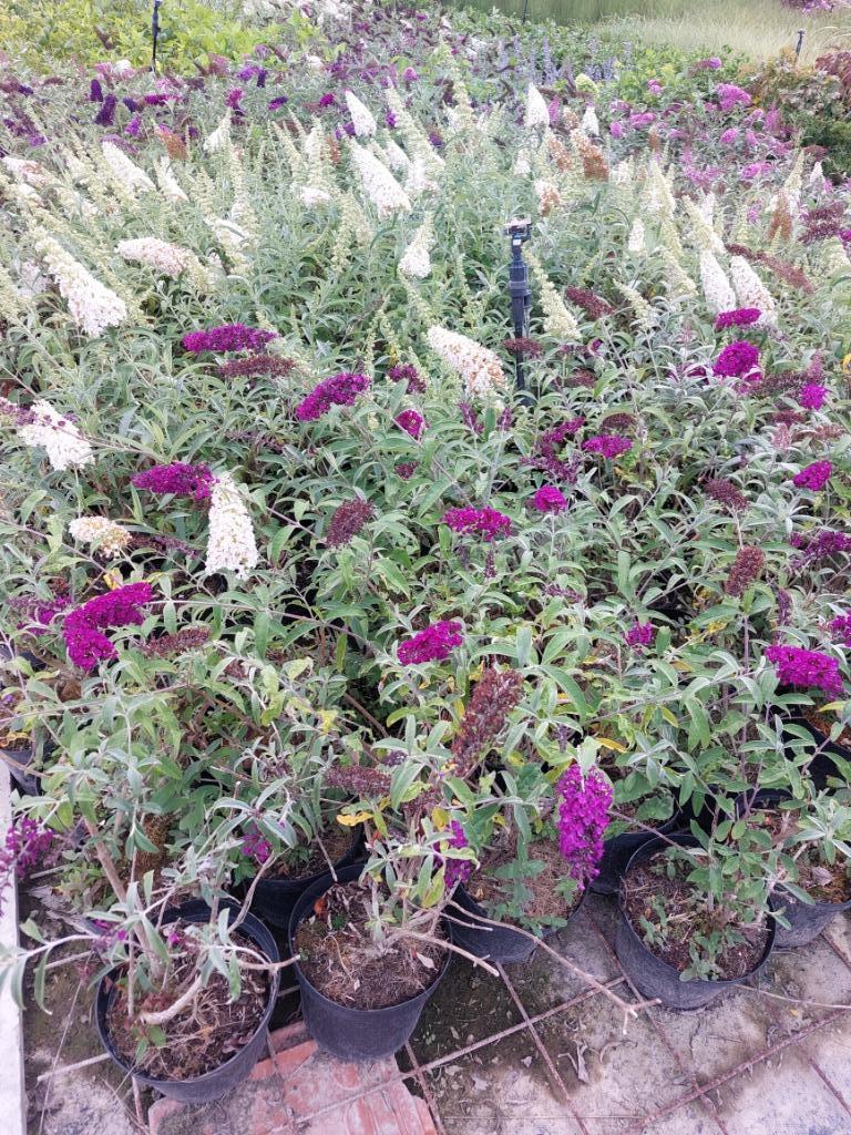 Vlinderstruik/ Buddleja davidii, Ophalen, Vlinderstruik, Struik, Minder dan 100 cm