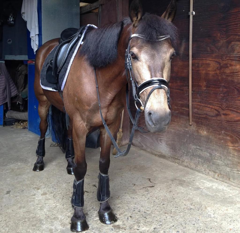 Kingsland been beschermers, Dieren en Toebehoren, Ophalen of Verzenden, Gebruikt, Rijden