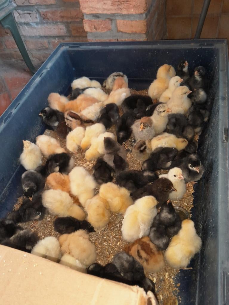 kuikens te koop. Poule de bresse,  mechelse koekoek., Février