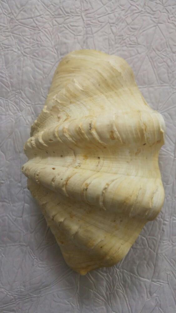 Coquillage Bénitier 22 x 10 cm, Collections, Enlèvement ou Envoi, Fossile