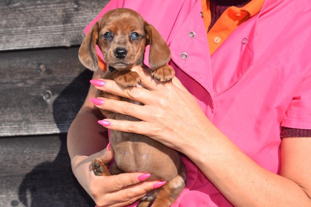 Teckel pups prachtige kleuren 🐾💛, Dieren en Toebehoren, Honden | Teckels en Dashonden, België, 8 tot 15 weken, Korthaar, Dwerg