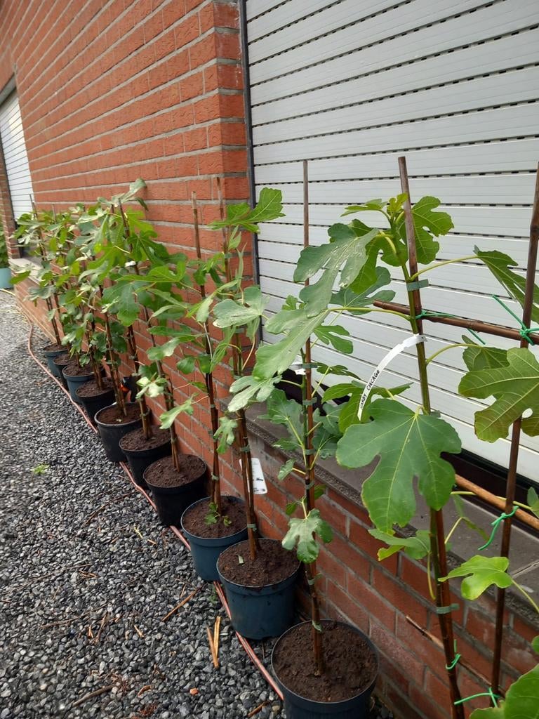 FIGUIERS PRECOCE DE DALMATIA, +/- 1,5 mètre, 15€/pièce, Enlèvement ou Envoi, Plante fixe, Plantes fruitières, Plein soleil