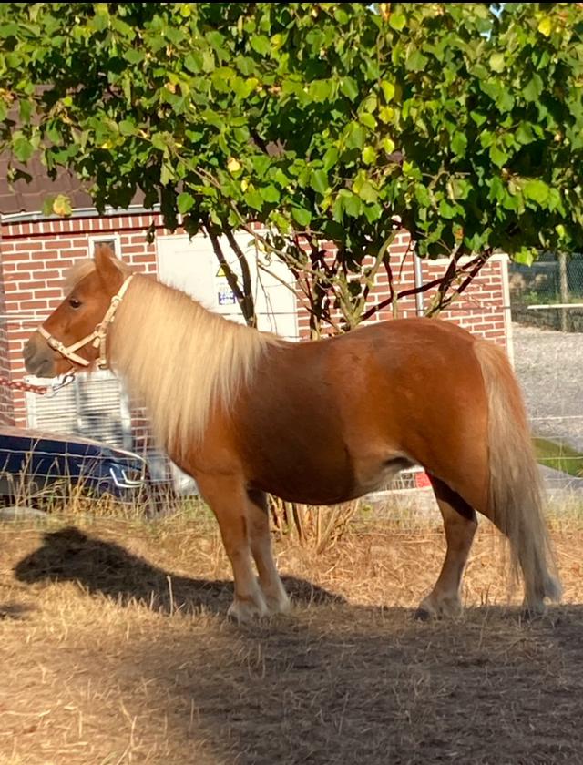 Magnifique jument shetland 12 ans, Animaux & Accessoires, Poneys, Jument