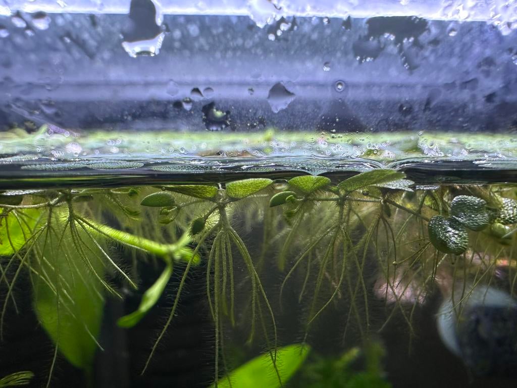 Plante flottante (salvinia minima), Poisson, Poisson d'eau douce, Banc de poissons