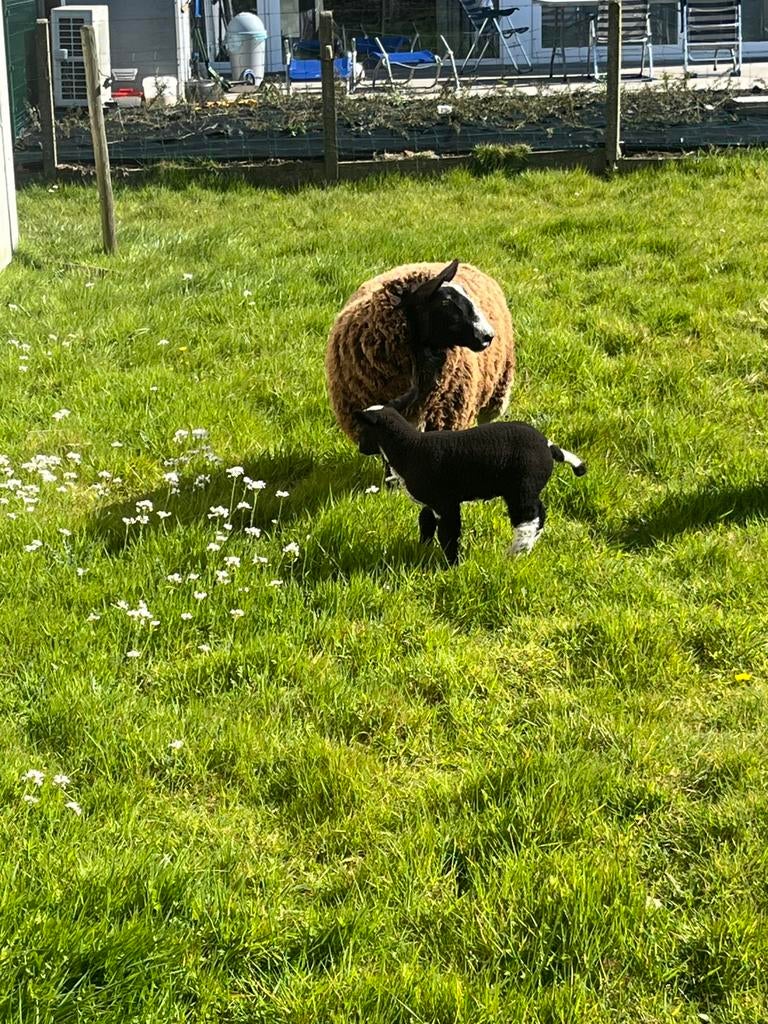 Zwartbles ooi en ooilammetje