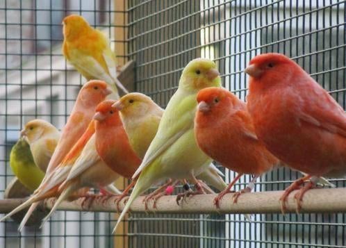 Mooie kanariemans - superzangers in kleur !!!, Dieren en Toebehoren, Vogels | Kanaries