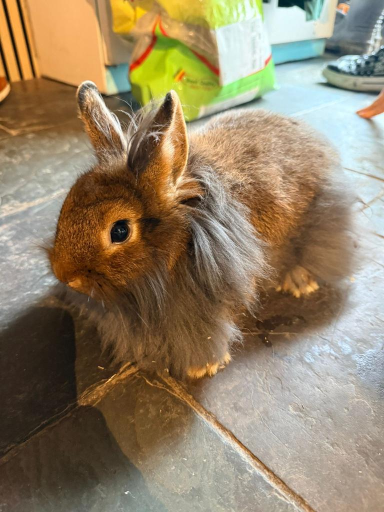 Mélange de couleurs lapin nain, Animaux & Accessoires