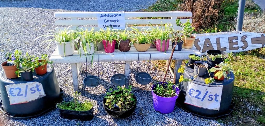 Allerlei planten met sierpot, spotprijs. Garageverk Diest, Tuin en Terras, Ophalen