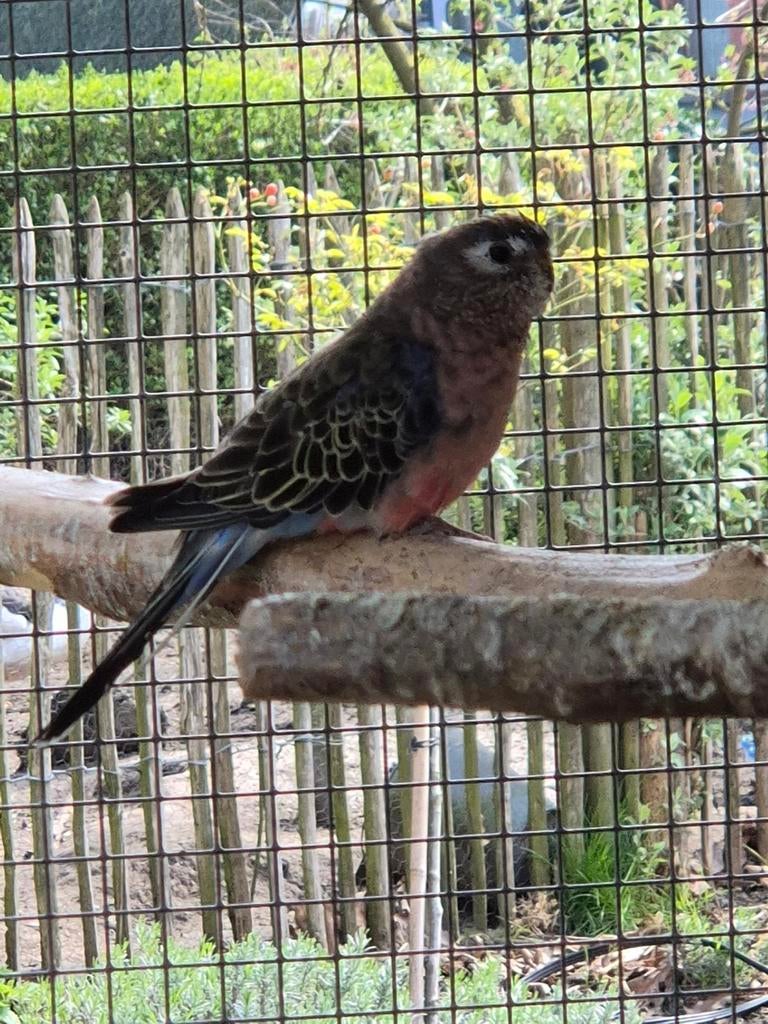 bourkes parkiet man, Dieren en Toebehoren, Vogels | Parkieten en Papegaaien, Mannelijk, Geringd