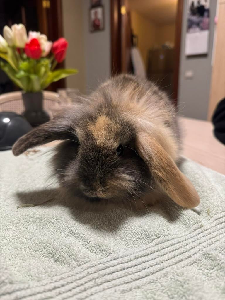 Leeuwekopje, Dieren en Toebehoren, Konijnen, Mannelijk, Middelgroot, 0 tot 2 jaar