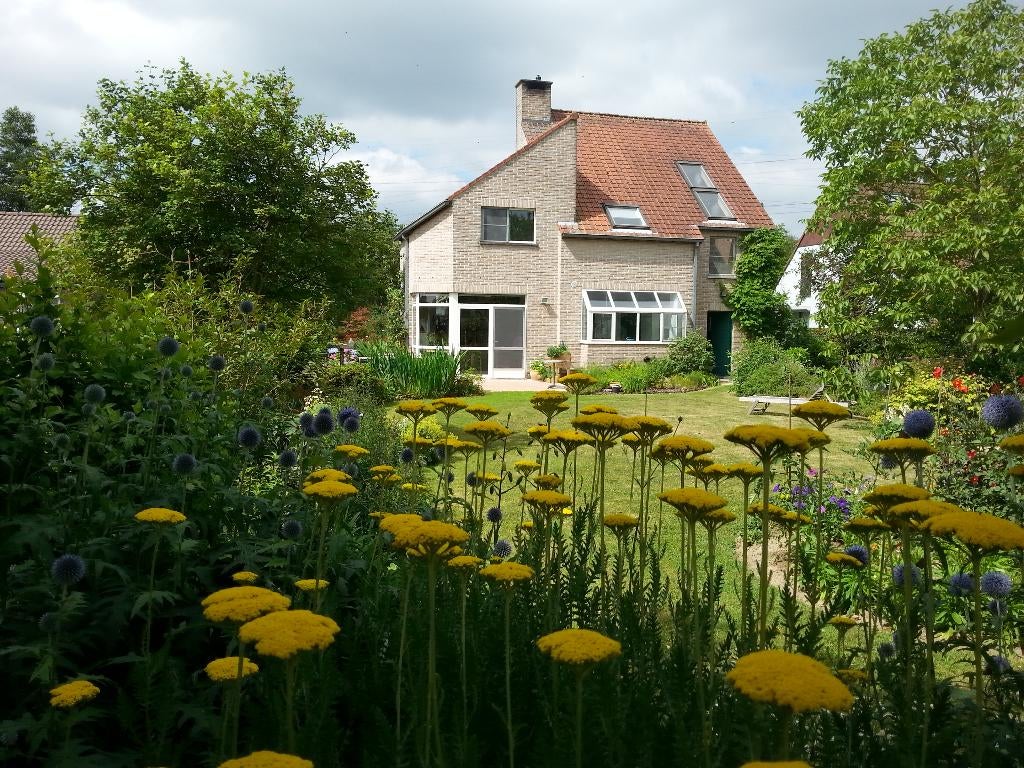 Vaste planten te koop, Tuin en Terras, Planten | Tuinplanten, Ophalen, Overige soorten