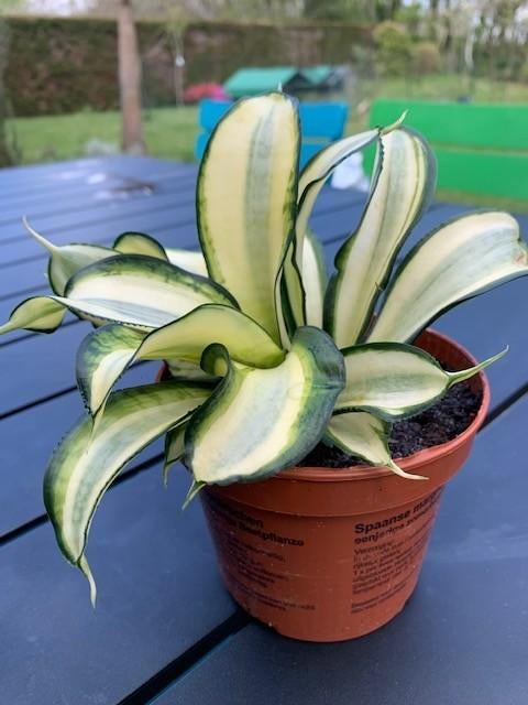 sanseveria plant, Enlèvement, En pot