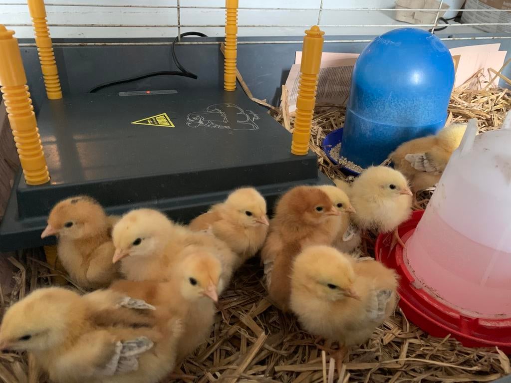 Pousssins Kabir SEXES FEMELLE à vendre 11 de disponible, Animaux & Accessoires, Femelle, Poule ou poulet