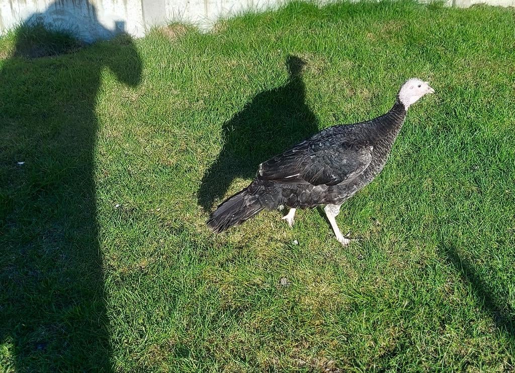 Gezocht Kalkoen haan, Dieren en Toebehoren, Pluimvee, Mannelijk, Kalkoen