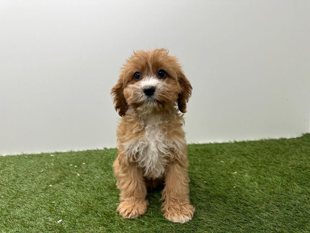 Cavapoo pups, België, 8 tot 15 weken, Parvo, Meerdere
