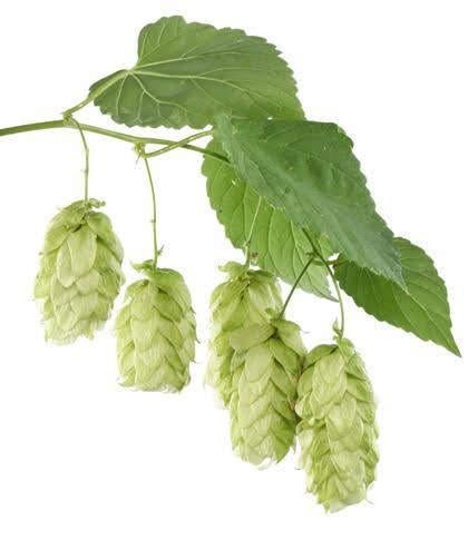 Graines de houblon, Humulus lupulus, Envoi