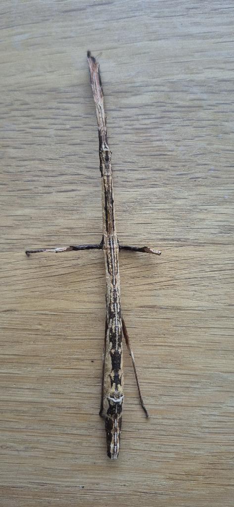 Wandelende tak Mnesilochus capreolus "Talisay", Dieren en Toebehoren, Wandelende tak