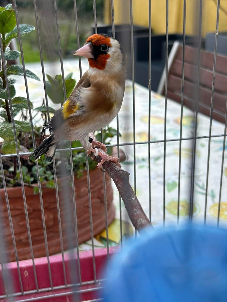 Petit bondonneret 2025, Animaux & Accessoires, Enlèvement, Comme neuf