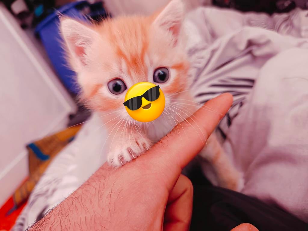 katten, Sexe inconnu, 0 à 2 ans