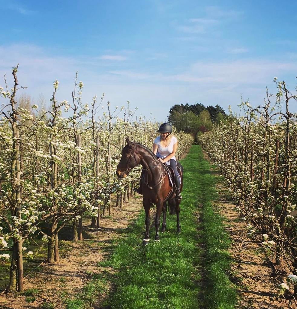 Verzorgpaard aangeboden - Regio Zele, Animaux & Accessoires, Chevaux, Jument