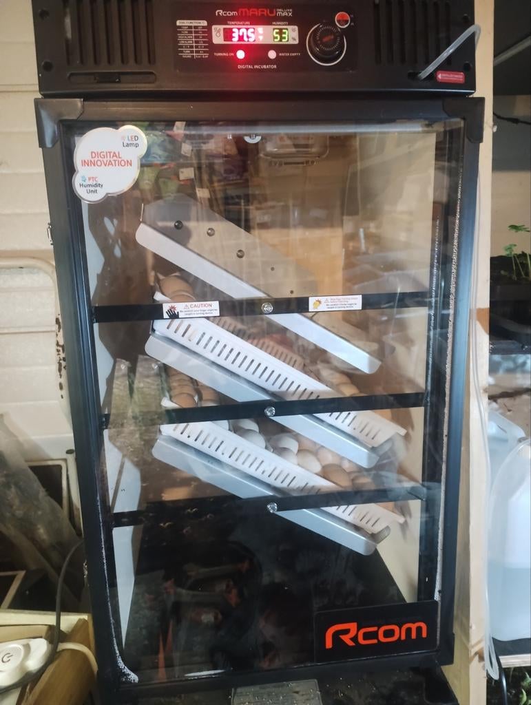 Broedservice aangeboden voor uw broedeieren, Dieren en Toebehoren, Pluimvee, Geslacht onbekend